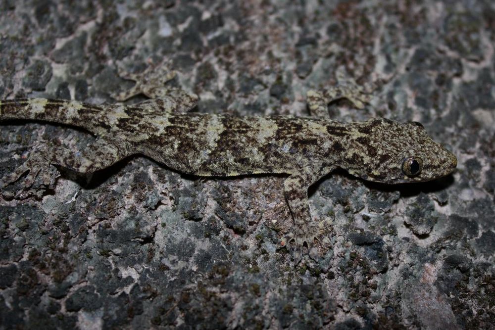 Gekko similignum