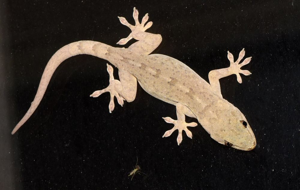 Peking Gecko