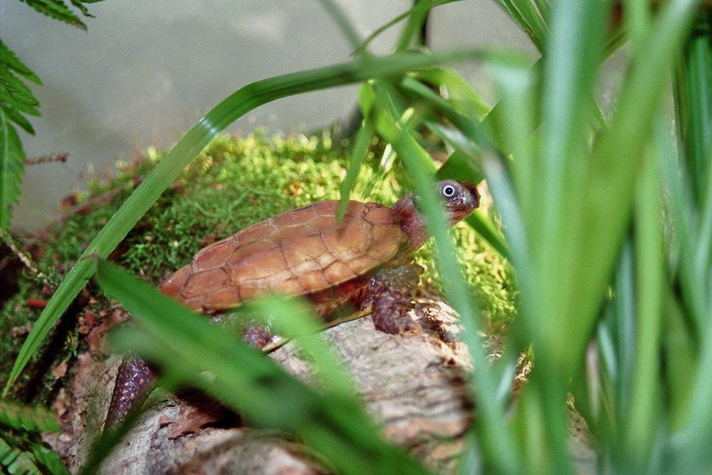 Black-breasted Leaf Turtle