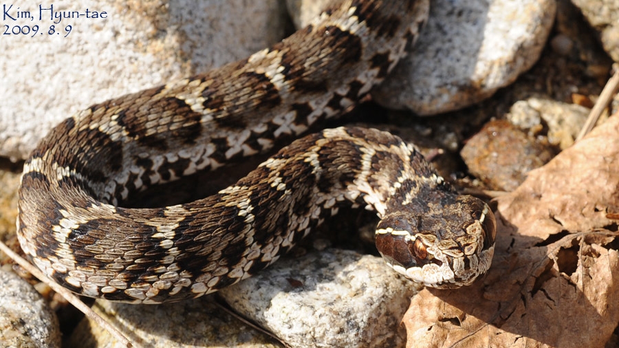 Gloydius brevicauda
