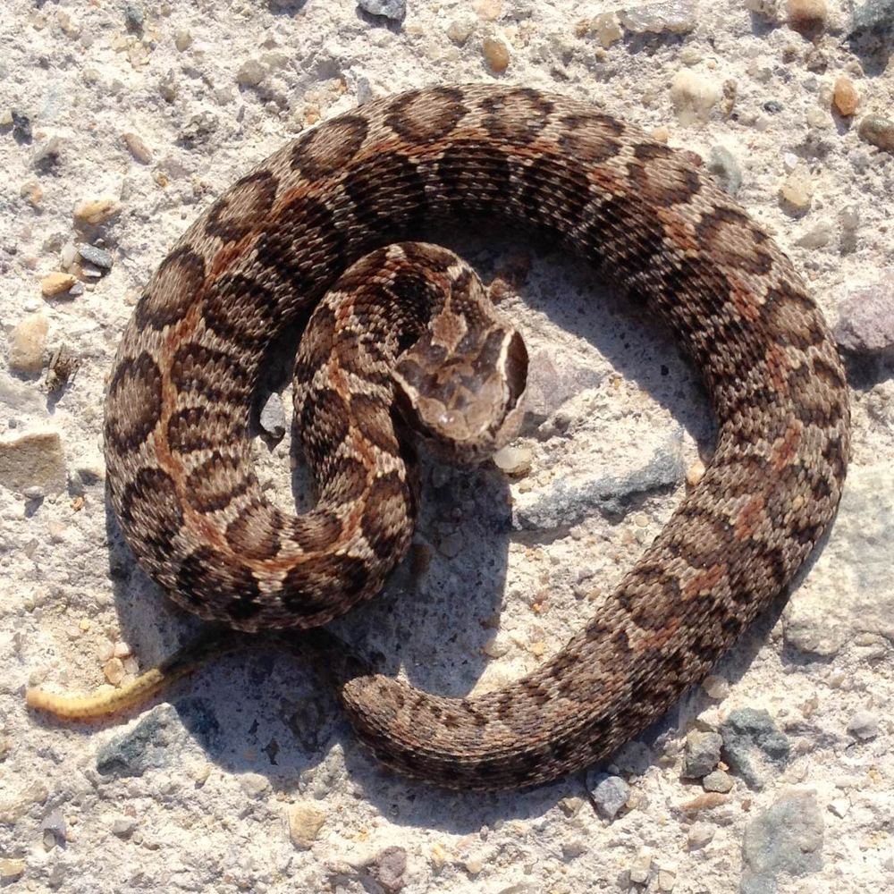 Gloydius brevicaudus