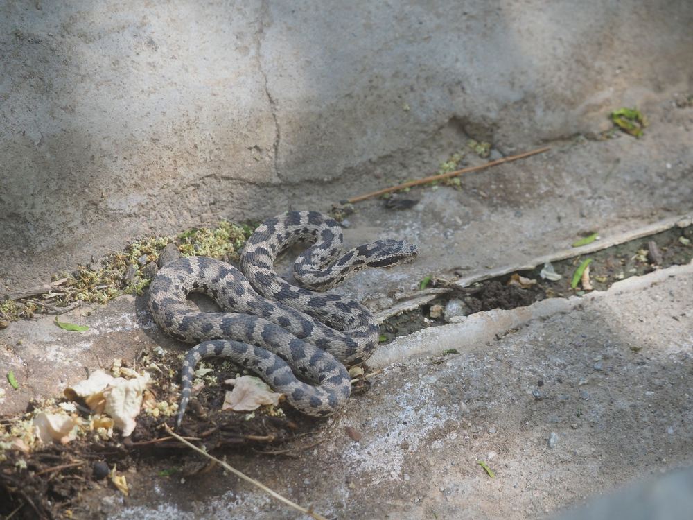 Gloydius cognatus