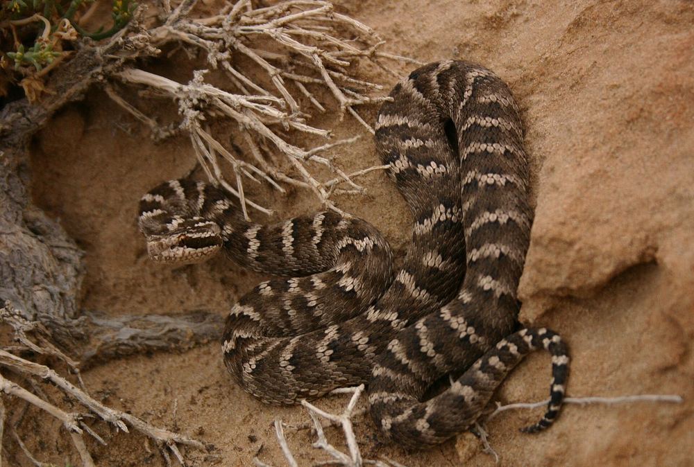 Gloydius intermedius