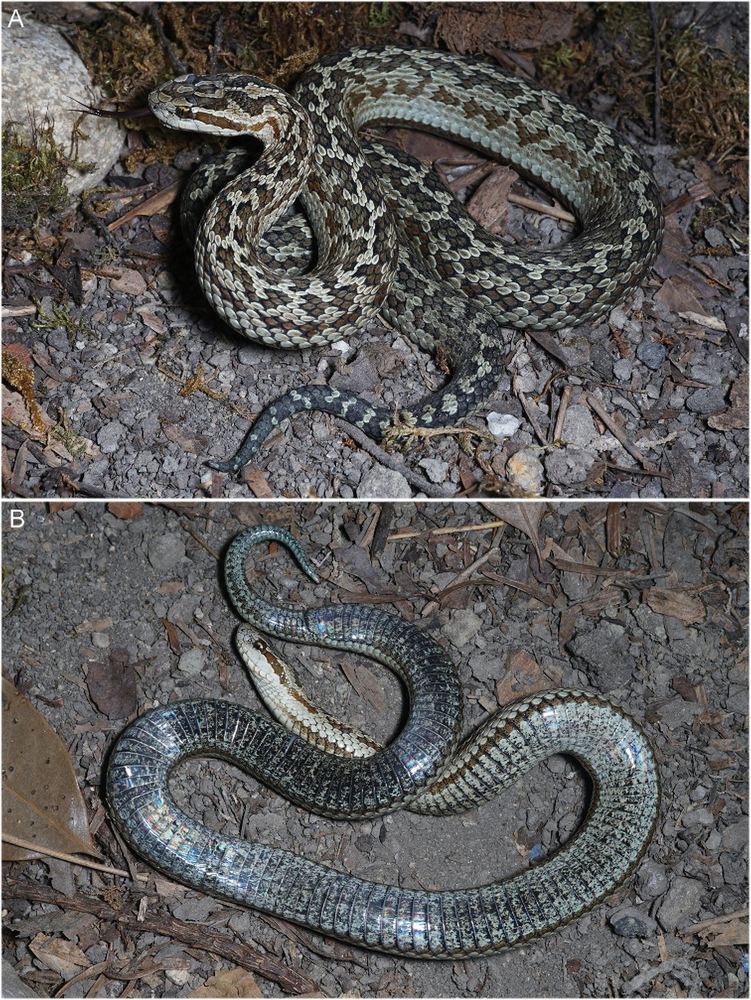 Gloydius lateralis