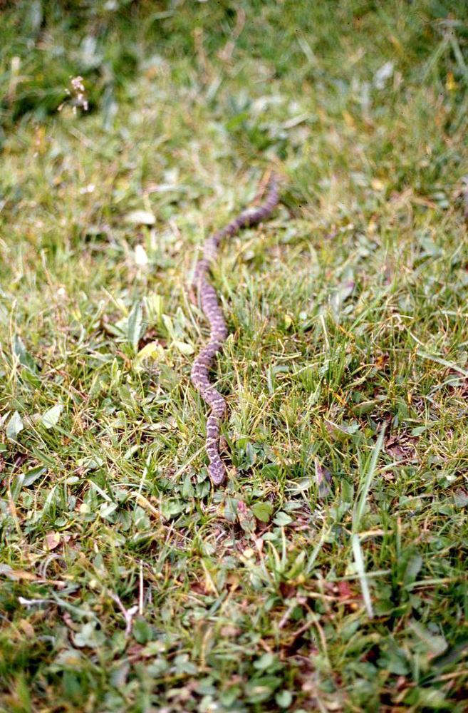 Gloydius stejnegeri