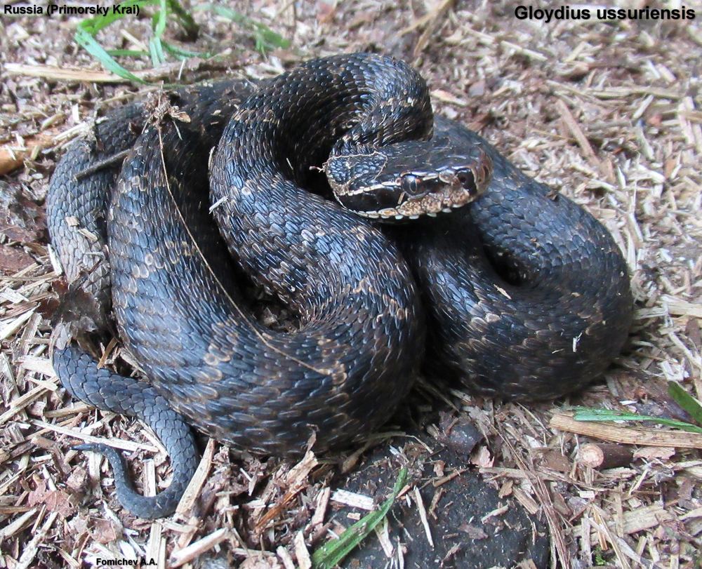 Gloydius ussuriensis