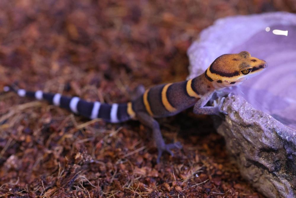 Goniurosaurus bawanglingensis