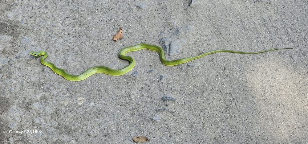 Khasi Hills Trinket Snake