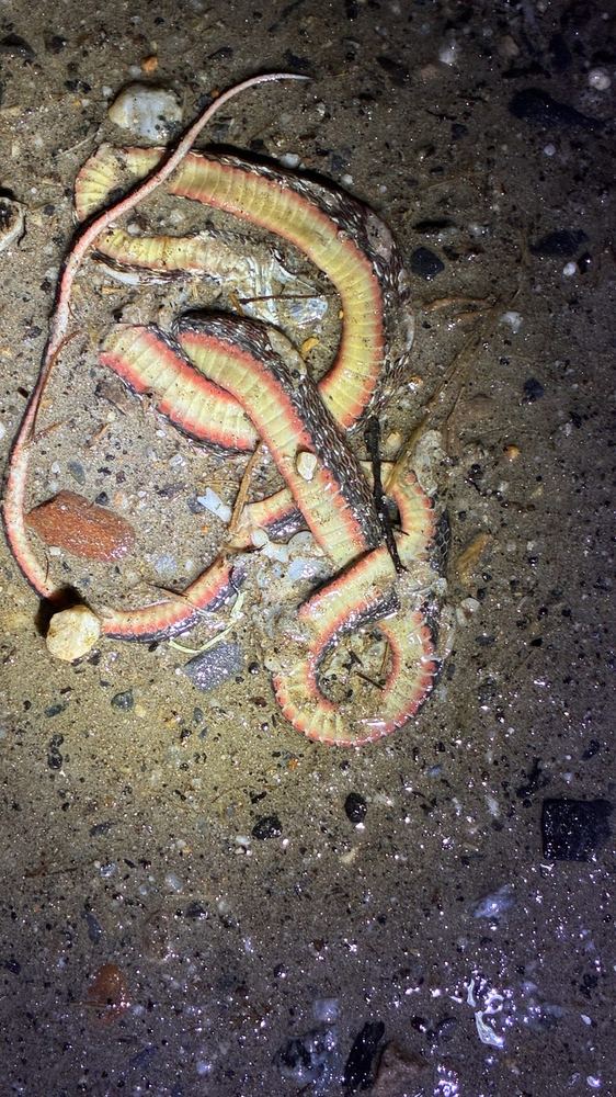 Hebius clerki