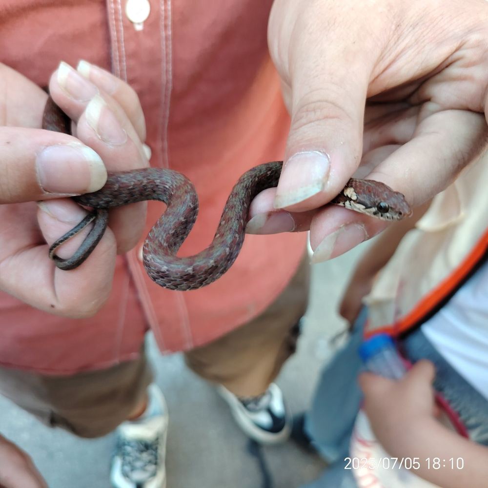 Hebius craspedogaster