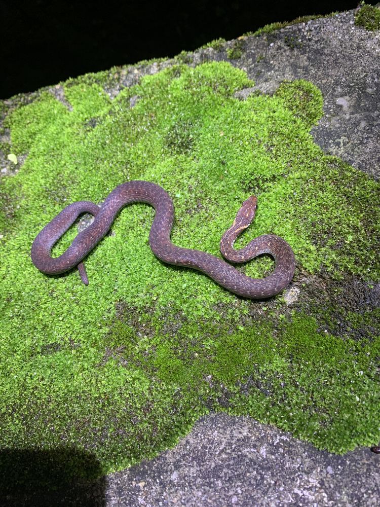 Hebius sauteri