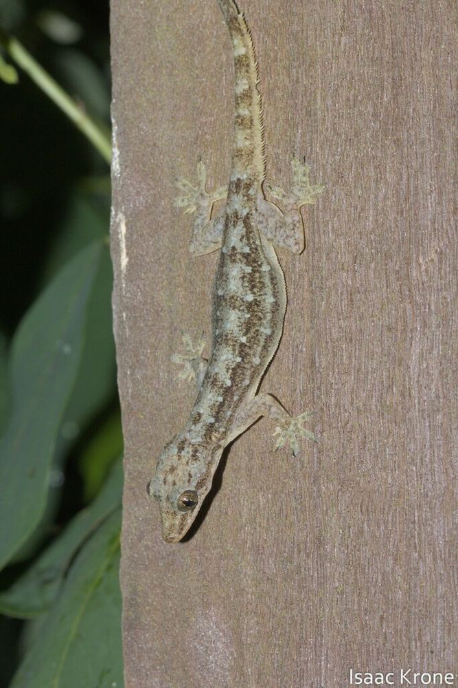 Garnot's House Gecko