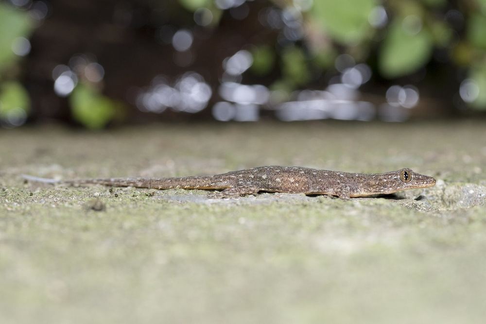 Hemidactylus stejnegeri