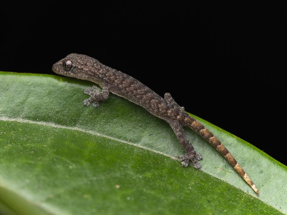 Hemiphyllodactylus hongkongensis