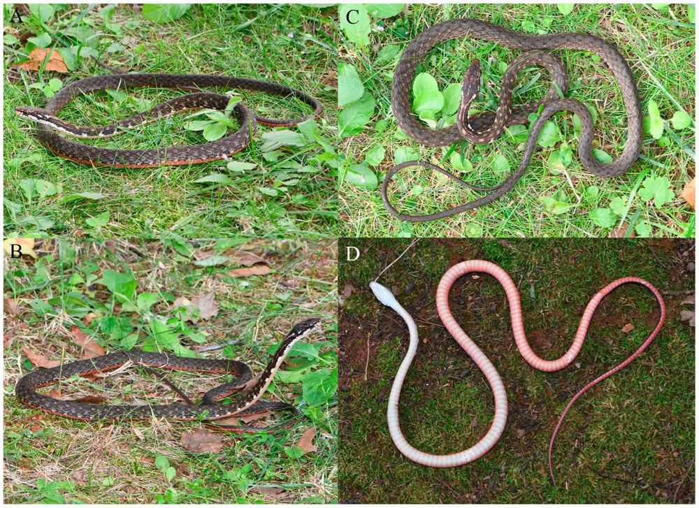 Herpetoreas abros