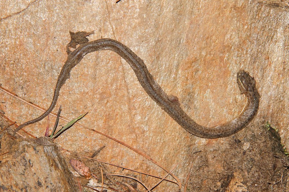 Himalayan Keelback