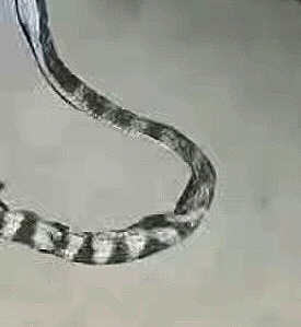 Annulated Sea Snake (Hydrophis bituberculatus)