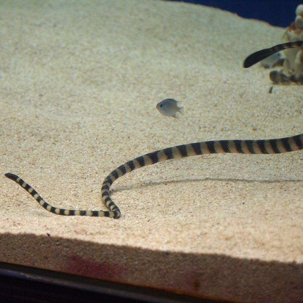 Slender-necked Sea Snake