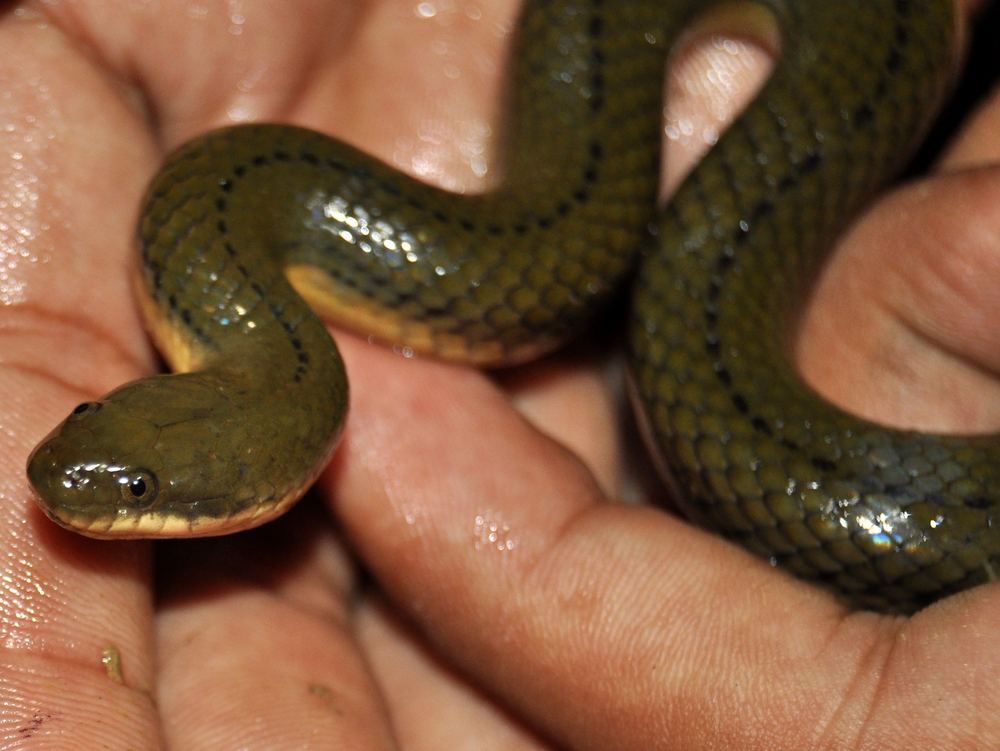 Beaded Water Snake