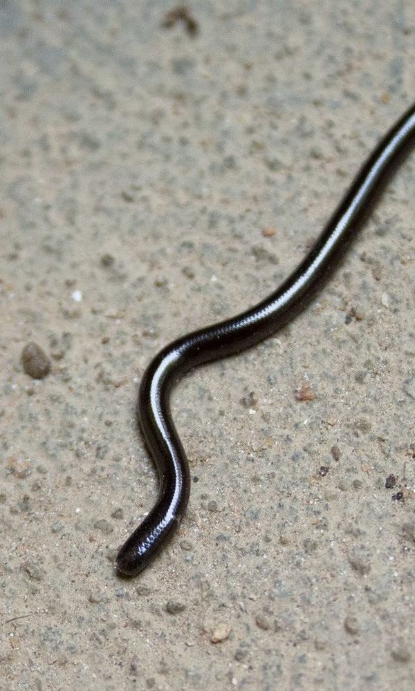 Brahminy Blindsnake