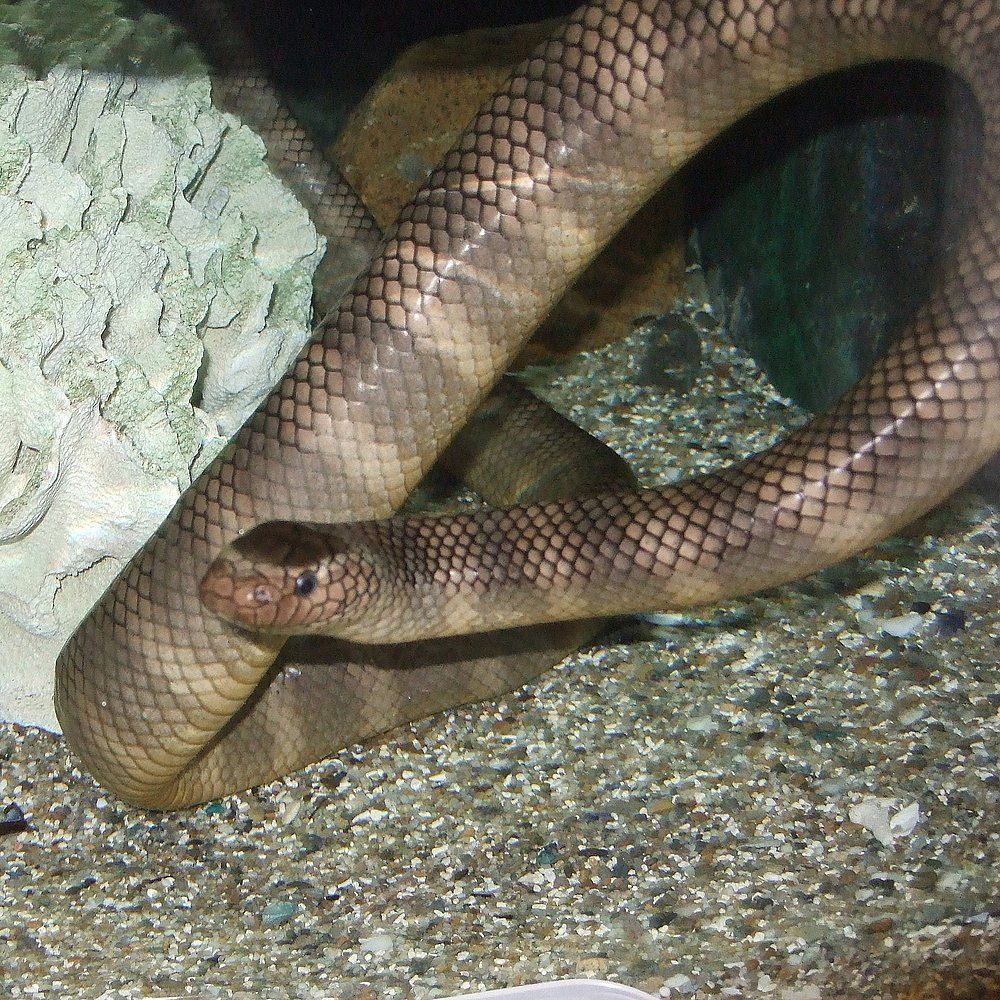 Black-banded Sea Krait