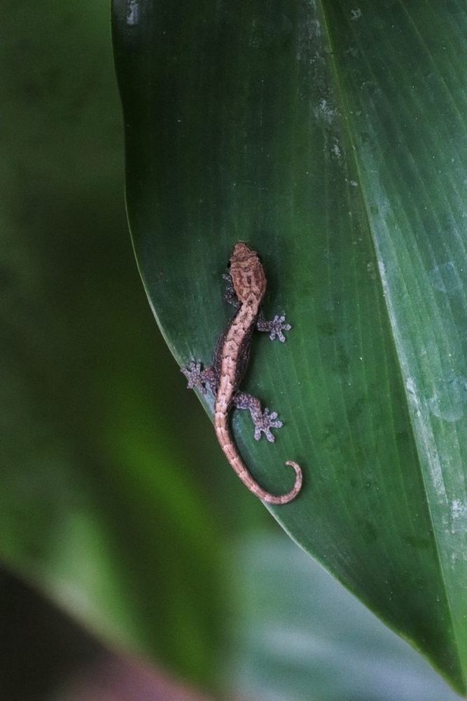 Mourning Gecko