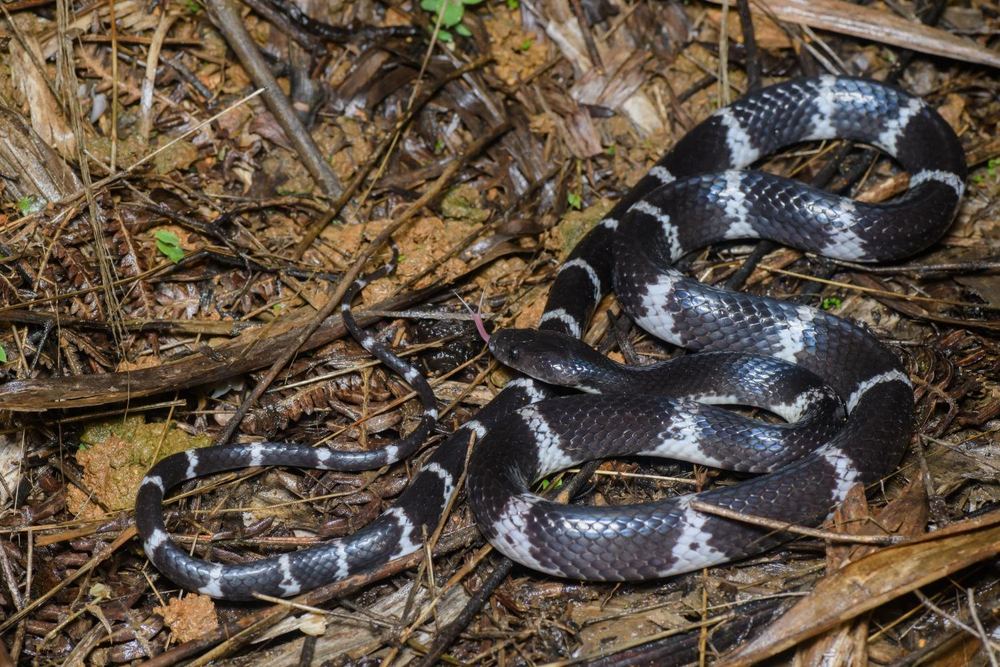 Lycodon chapaensis
