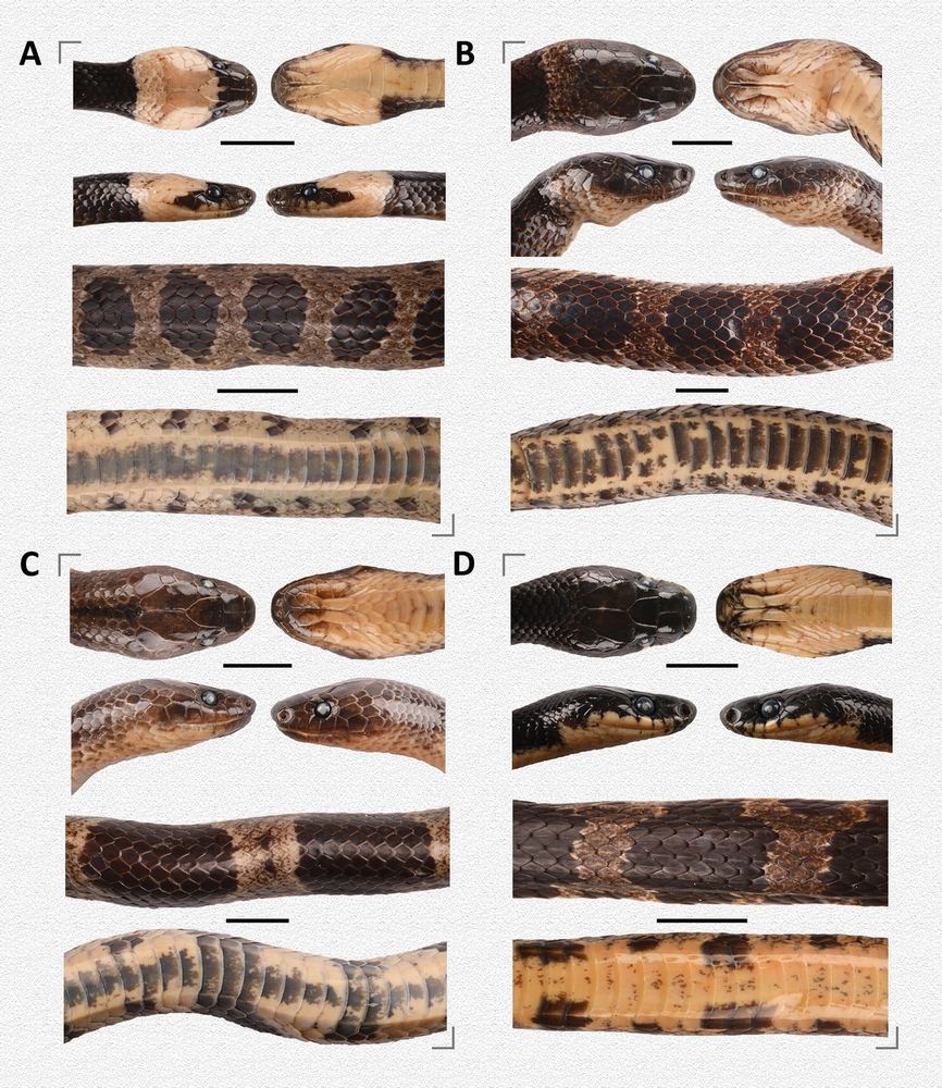 Lycodon futsingensis