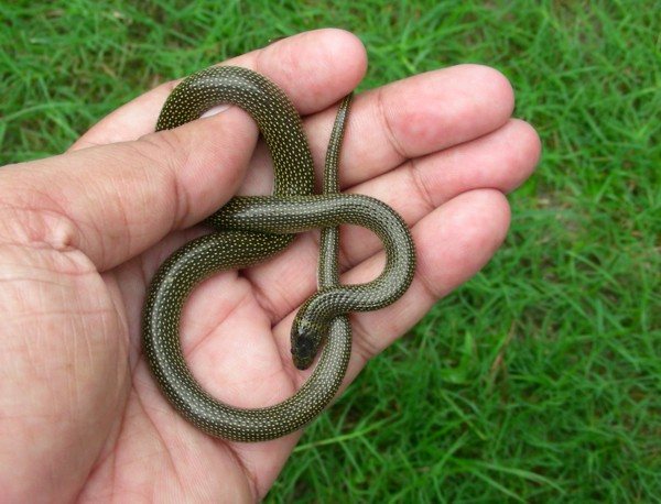 Twin-spotted Wolf Snake