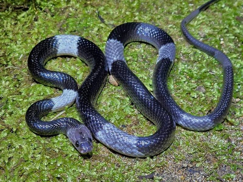 Indochinese Banded Wolf Snake