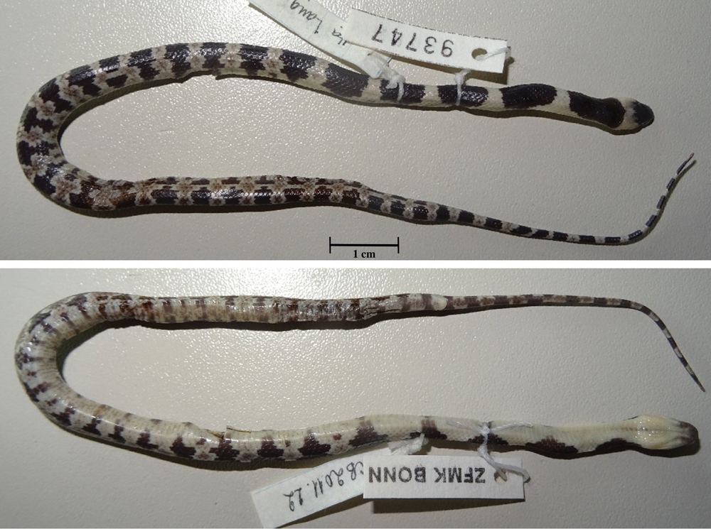Lycodon pictus