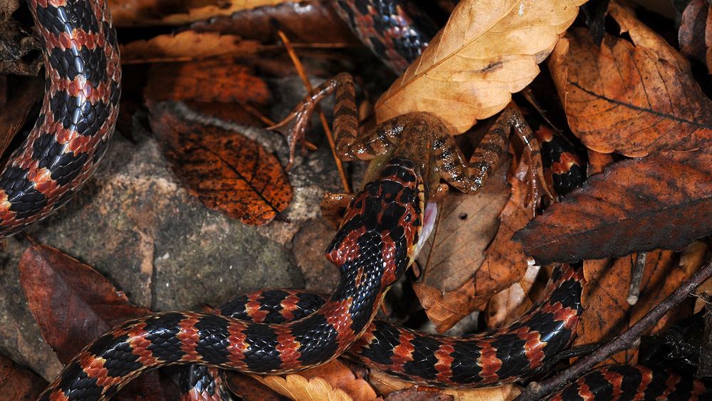 Lycodon rufozonatus