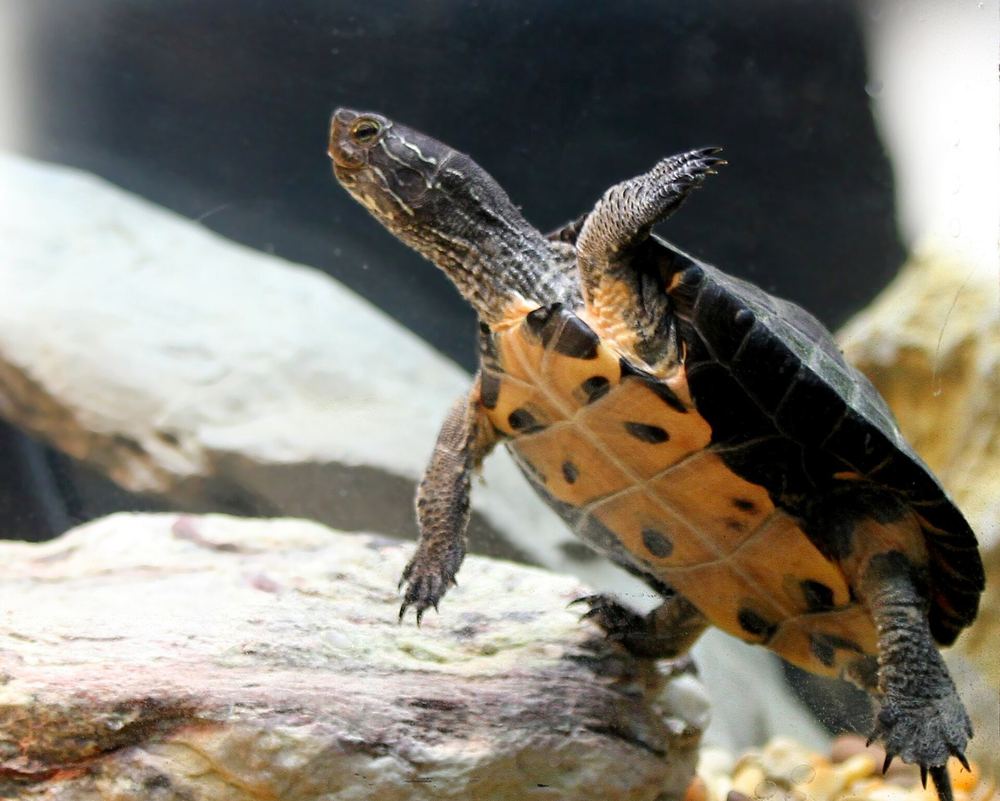 Red-necked Pond Turtle