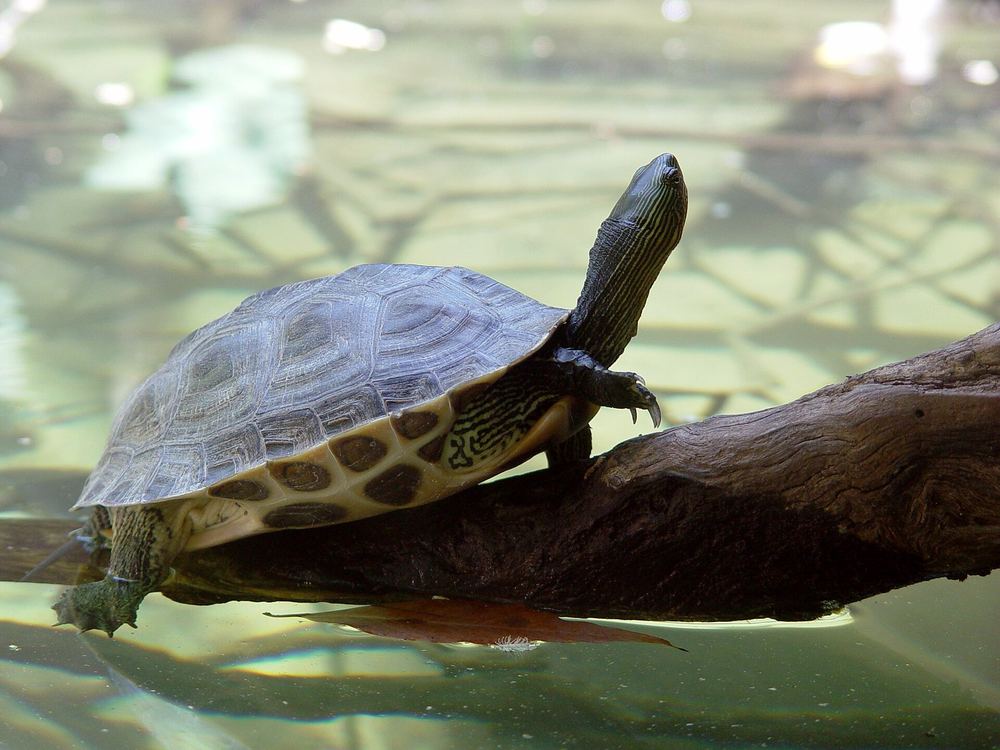 Chinese Stripe-necked Turtle