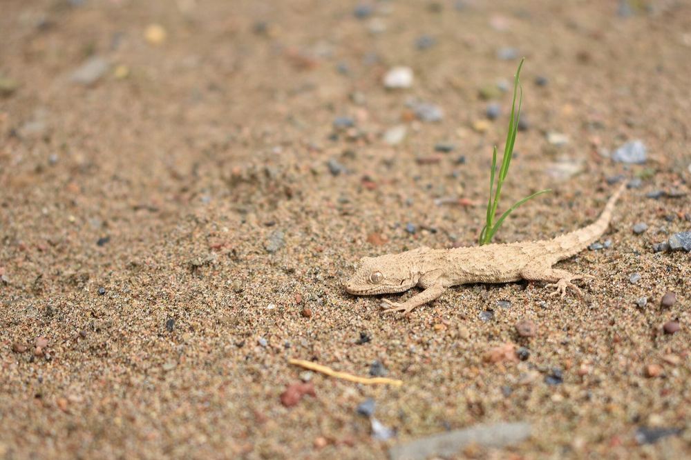 Mediodactylus russowii