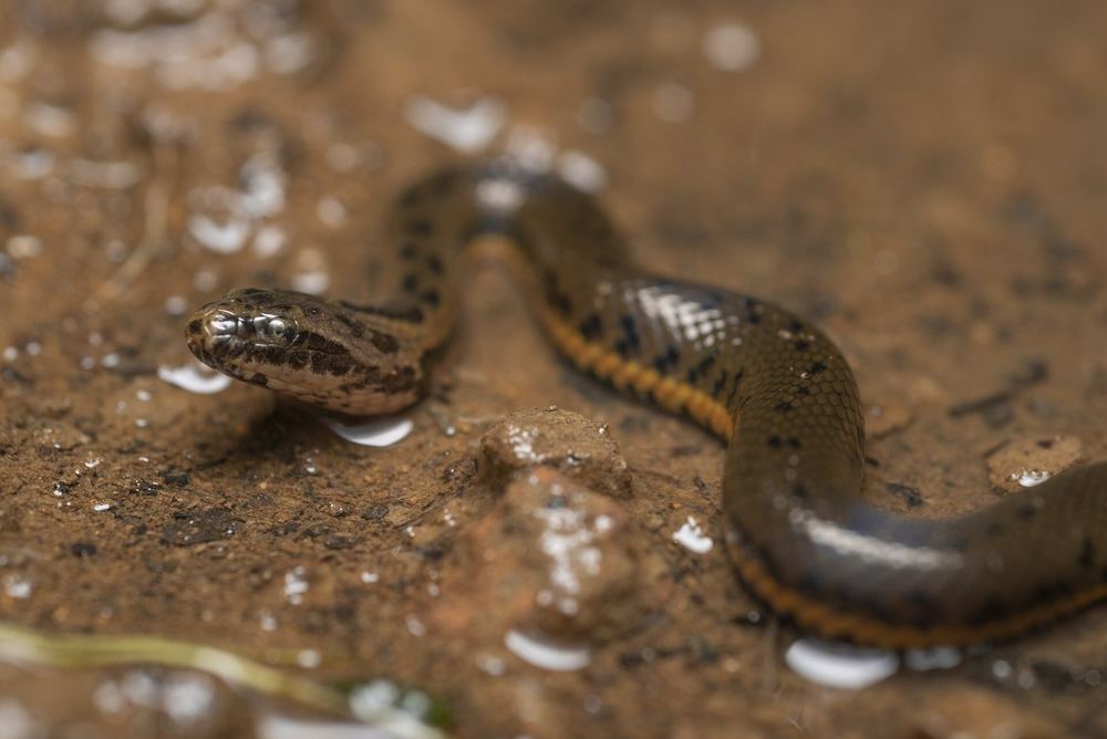 Chinese Water Snake