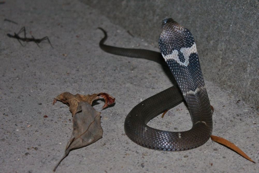 Chinese Cobra