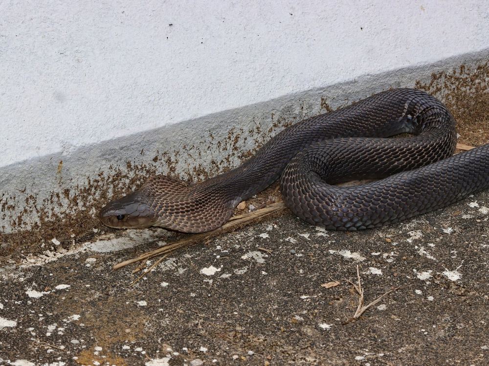 Brown Banded Cobra