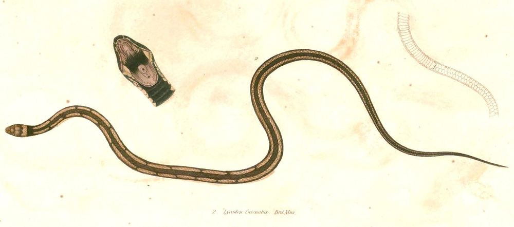 Assam Kukri Snake