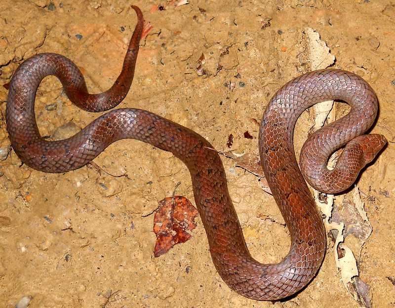 Ashy Kukri Snake