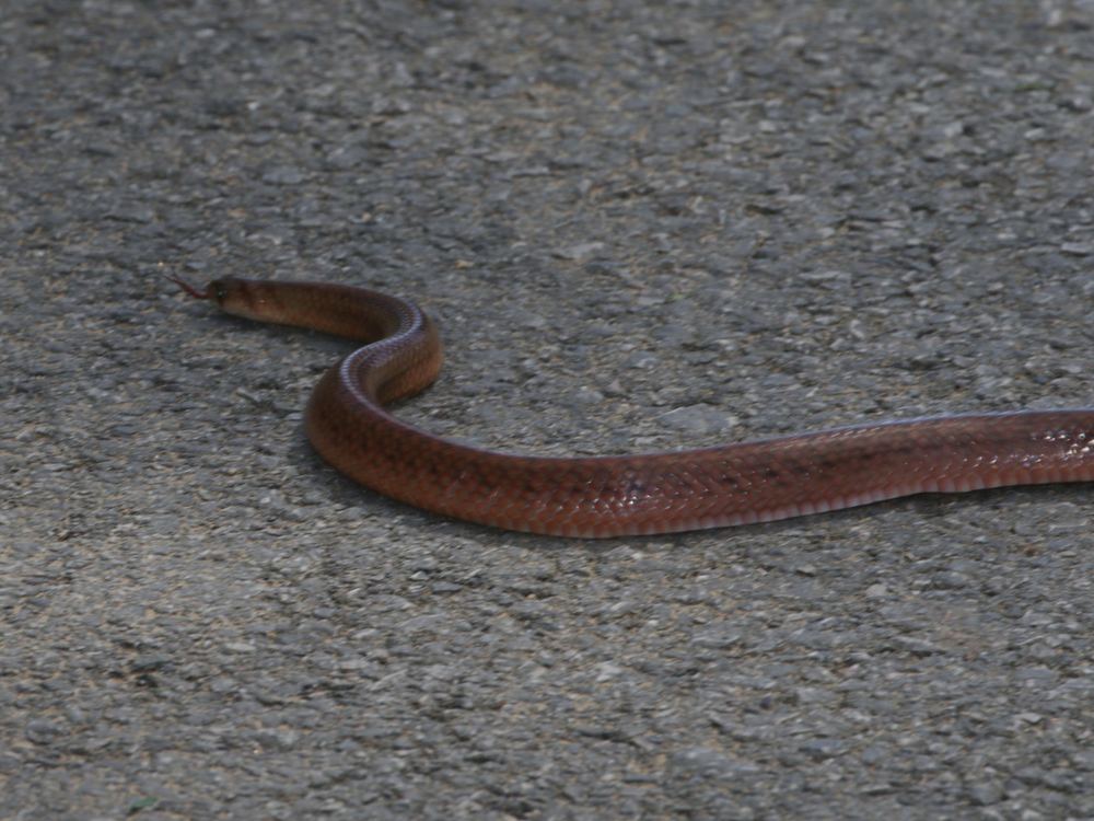 Oligodon joynsoni