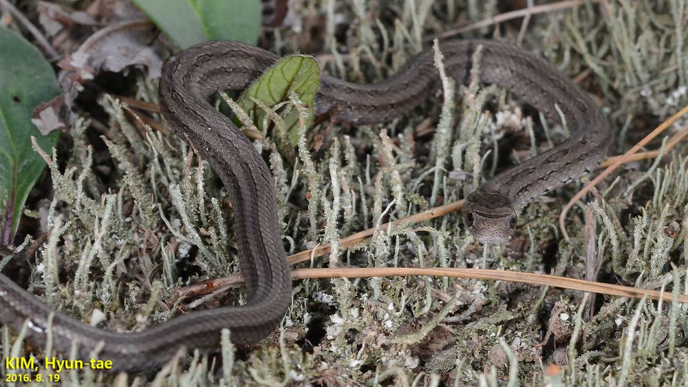 Oocatochus rufodorsatus