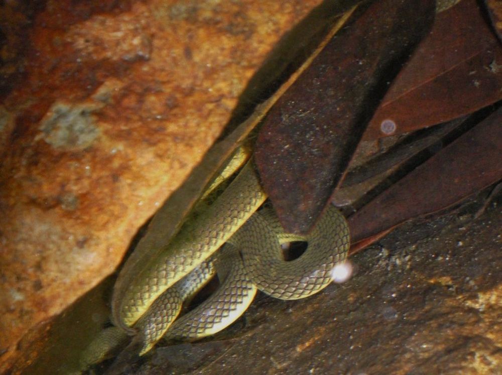 Anderson's Stream Snake
