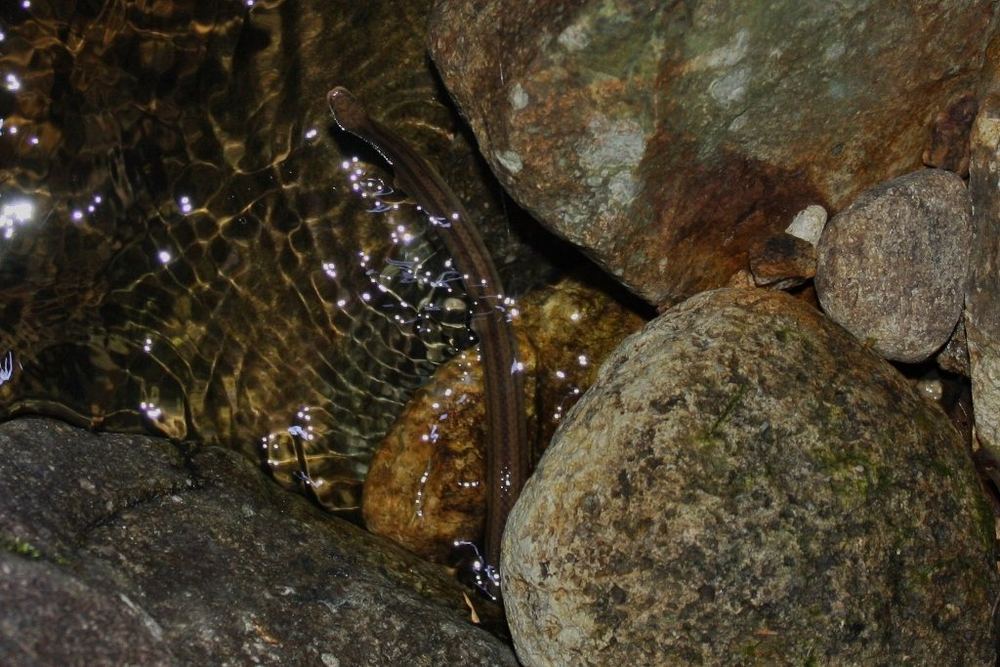 Opisthotropis kuatunensis