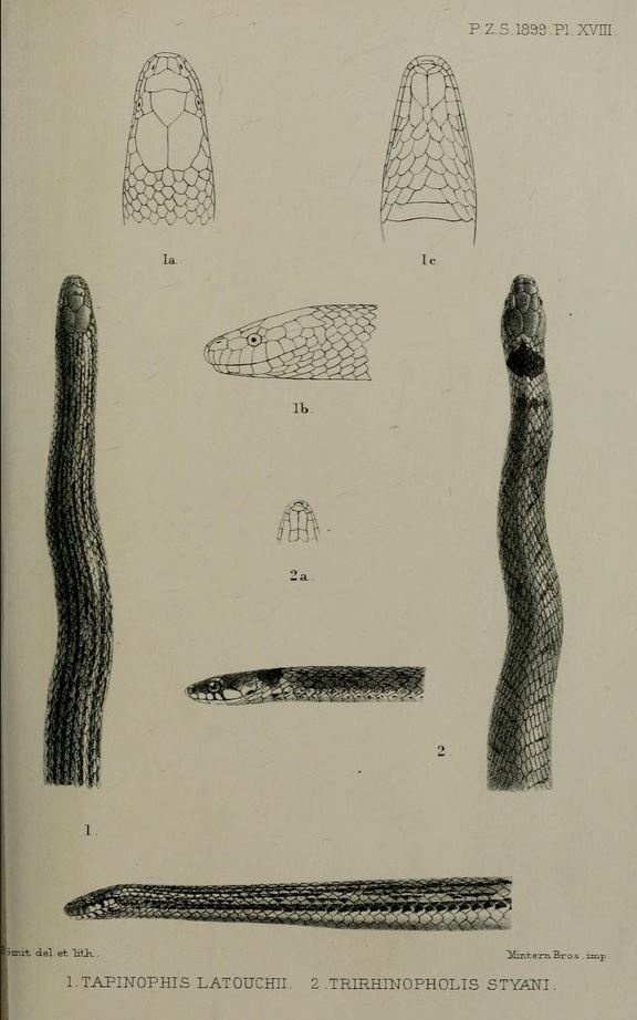 Opisthotropis latouchii