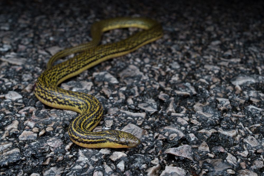 Opisthotropis zhaoermii