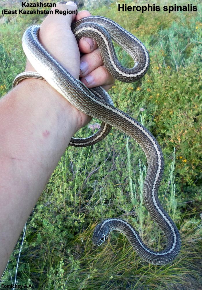 Slender Racer