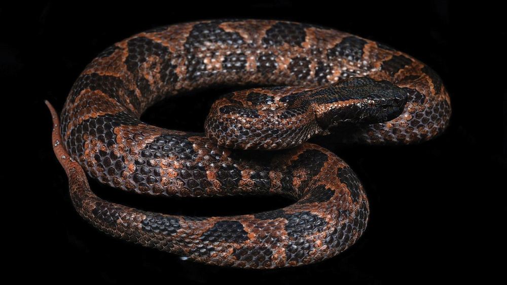 Ovophis jenkinsi
