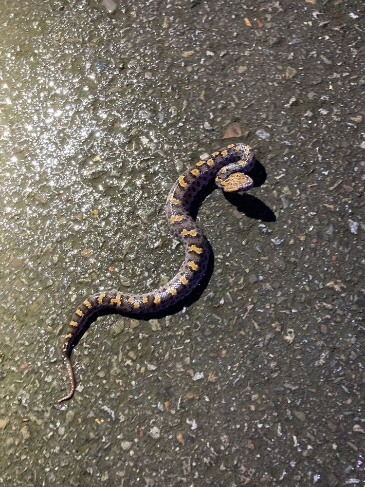 Eastern Mountain Pit Viper