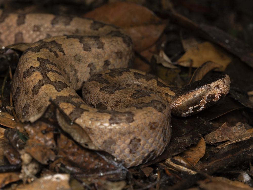 Ovophis tonkinensis